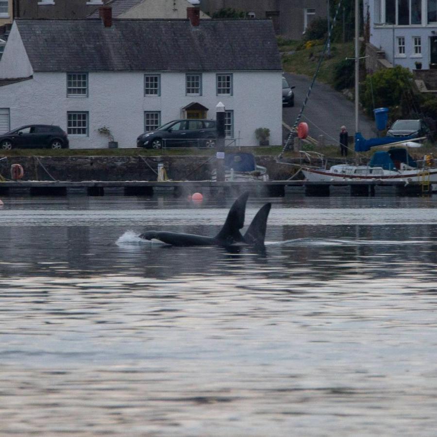 Rock Quay Killyleagh Exterior foto